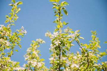 Background from branches of apple trees with white flowers on blue sky background