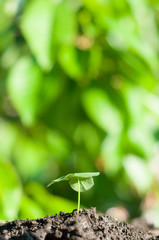 Green sprout growing from the soil in daylight, on a blurred background_Vertical photo