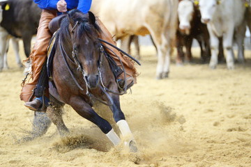 Obraz premium cięcie, brązowa ćwiartka konia w tnącej konkurencji wewnątrz w pełnej akcji