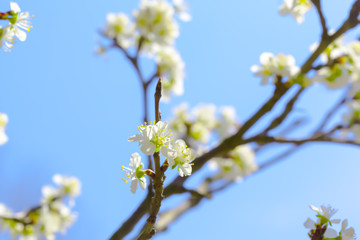 White blossom and leaves