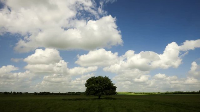 A lone tree is buffeted by wind under rolling cloud