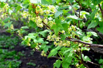 Obraz premium Branch of red currant in flowers blossoms in the spring 
