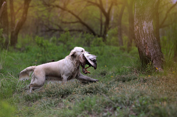 Fototapeta na wymiar Hunting dog runs. Golden retriever with duck.