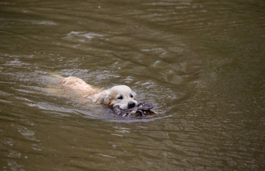 Hunting dog swims in the lake. Golden retriever with duck.