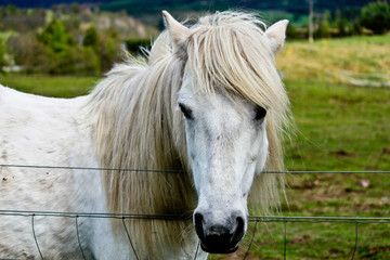 Naklejka premium White Horse
