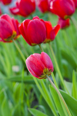 Red natural tulips