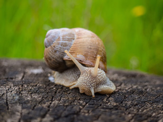 Snail