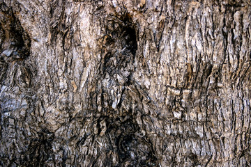 The living trunk of an old olive tree. The texture of the bark of the tree. Background.