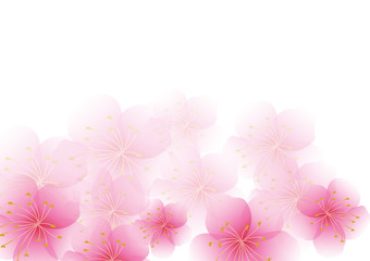 Cherry blossom flowers background. Sakura  pink flowers