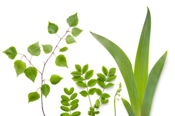 Green Plants Leaves Isolated on White Background