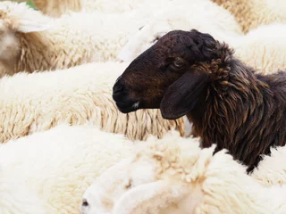 Afwasbaar Fotobehang Schaap zwarte schapen in de kudde witte schapen