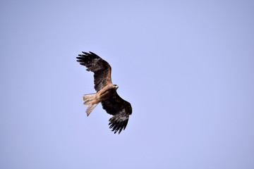 Wounded black kite - Milvus migrans.

