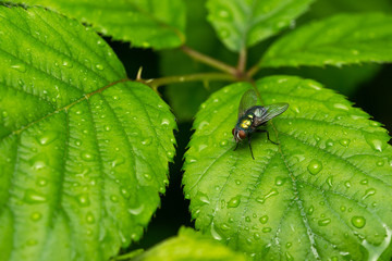 Mosca verde (Lucilia sericata)