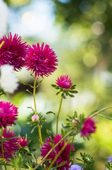 A background with lots of colorful summer flowers.