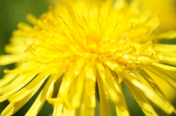 A beautiful dandelion macro photo. Selective focus. 