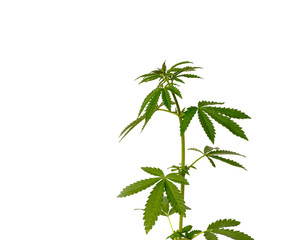 Cannabis plant isolated on a white background.
