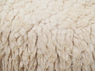 wool sheep for texture and background
