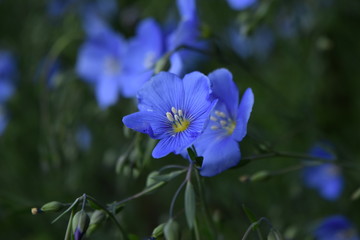 blue flower