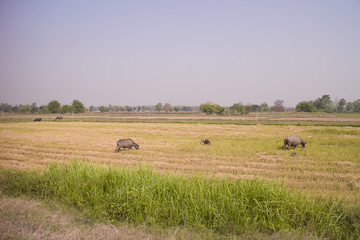 Fototapeta na wymiar buffalo in Thailand