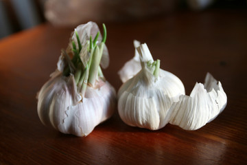 garlic