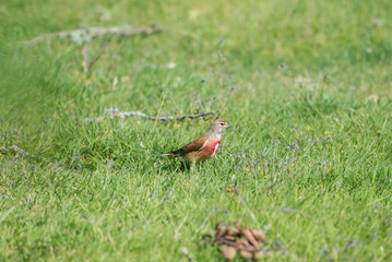Common Linnet, finch, in springtime on the grass