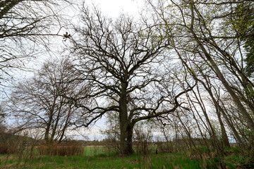 Fototapeta premium Beautiful oak tree in spring