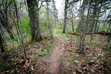 A path through the spring forest with the first greens