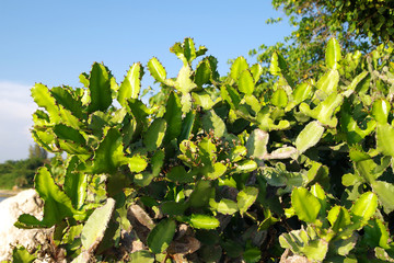 Cactus and blue sky background
