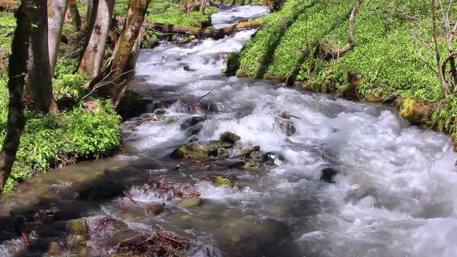 Mountain stream in forest.