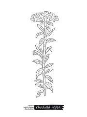 Rhodiola rosea isolated vector sketch