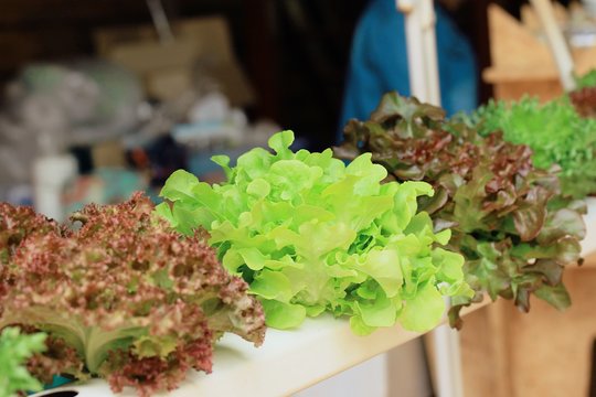 Lettuce hydroponics