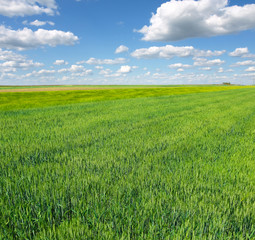 Obraz premium Wheat field against a blue sky