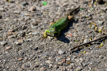 Green lizard on grey asphalt road