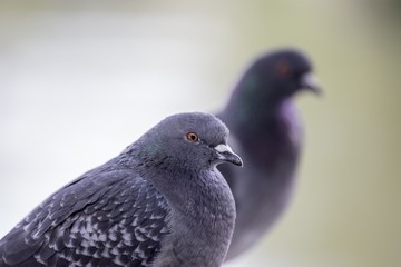 Domestic pigeon (Columba livia domestica)