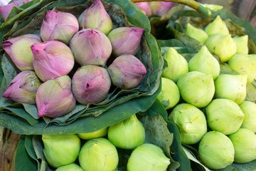 Lotus buds bunch