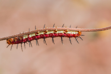 Macro worm is beautiful.