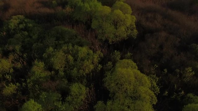 Fly over forest or lake with beautiful tree growing in middle aerial 4k sunset time. Forest treetops and water surface of river flooded in spring high water season 