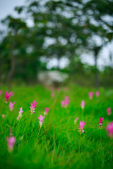 Fototapeta premium Natural Siam Tulips in the mist at the forest of Thailand