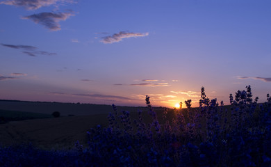 Sunset over lavender field