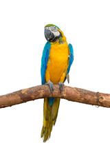Blue and yellow macaw sit on the branch isolated on white background.