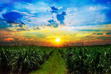Fototapeta na wymiar Sugarcane field in sunset sky and white cloud in Thailand