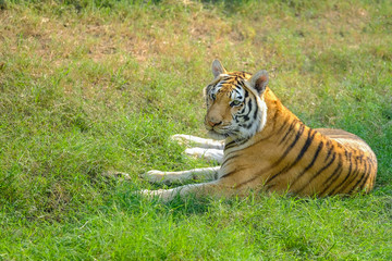 Tiger, portrait of a bengal tiger.