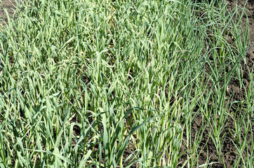Garlic plantation