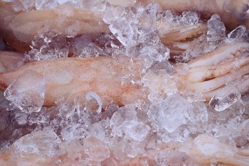 Obraz premium squid at the market