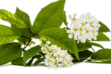 Flowering  of bird cherry tree, isolated on white background