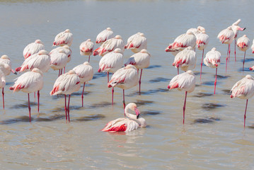 Greater Flamingo, pink birds in the lake in Camargue 