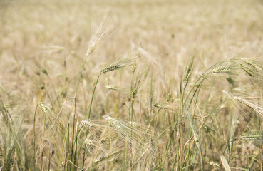 Field of Ripened Grain