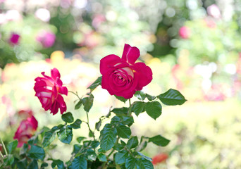 Pink rose on tree in garden