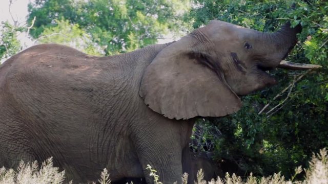 Elephant picks leaves high from tree with trunk and pulls into mouth to eat and chew