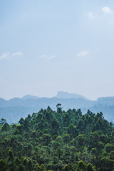 Fototapeta premium Land of trees 2